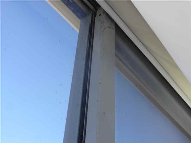 A-windows_p1150179.jpg